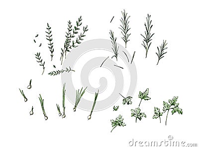 Different individual herbs Stock Photo