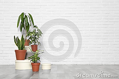 Different indoor plants at white brick wall. Trendy home interior decor Stock Photo