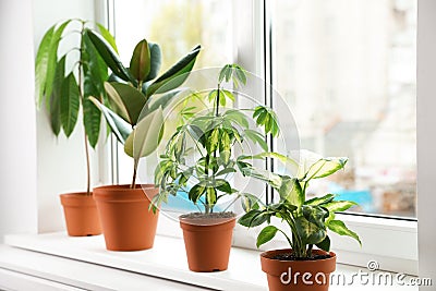 Different indoor plants on window sill Stock Photo