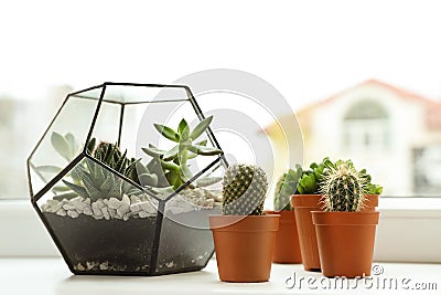 Different indoor plants on window sill Stock Photo