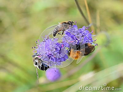 Different insect on purple scabiosa flower Stock Photo