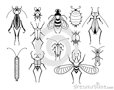Different insects with patterns on wings. Butterflies and bugs set. Vector biology illustrations Vector Illustration