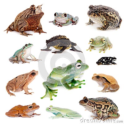 Different kind of frogs on white Stock Photo