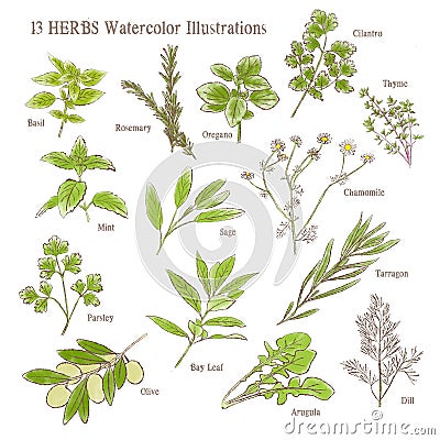 13 different kind of herbs watercolor illustration set Cartoon Illustration