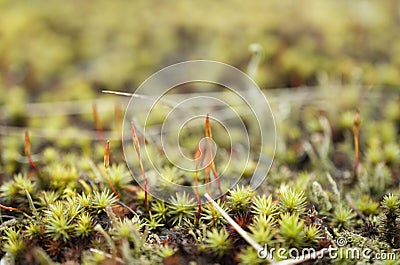 Different kind of moos Stock Photo