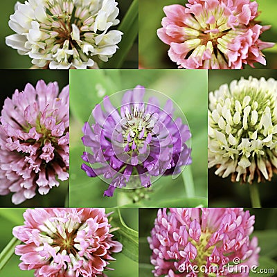 Seven varieties of clover. Stock Photo