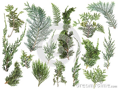 Different kinds of fresh green isolated conifer leaves, fir branches on white Stock Photo