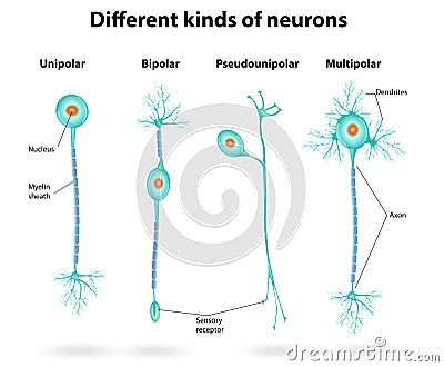 Different kinds of neurons Vector Illustration