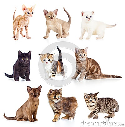 Different kittens collection Stock Photo