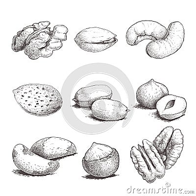 Different nuts set. Sketch style hand drawn nuts. Peeled and with nutshells. Walnut, pistachio, cashew, almond, peanut, hazelnut, Vector Illustration