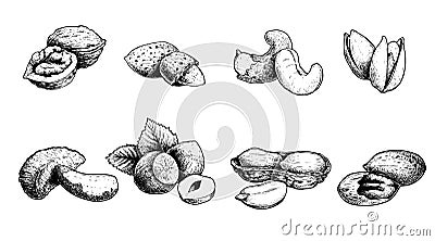 Different nuts set. Sketch style hand drawn seeds. Walnut, pistachio, cashew, almond, peanut, hazelnut, etc. Vector Illustration