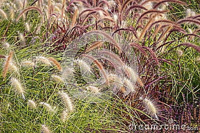 Different Ornamental Grasses Stock Photo