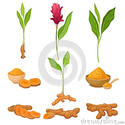 Different Parts Of Asian Curcuma Plant Vector Illustration Set Vector Illustration