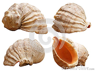 Different perspectives seashells Stock Photo
