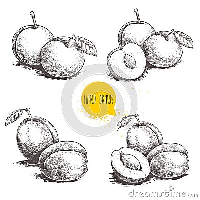 Different plums sketch set. Hand drawn illustration of ripe juicy plums and mirabelle plums. Whole and half fruit groups. Organic Vector Illustration