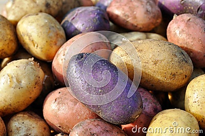 Different potatoes after the harvesting Stock Photo