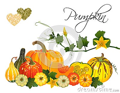 Different pumpkins Vector Illustration