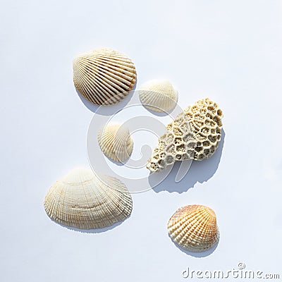 Different sea shells collection isolated on white background. Top view. isolate with shadows Stock Photo