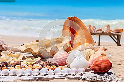 Different seashells for sale on stall on Nungwi beach, Zanzibar, Tanzania Stock Photo