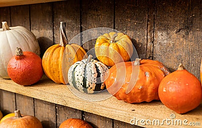 Different shape, size and color pumpkin wooden display on the harvest festival. Concept of Halloween, autumn symbol Stock Photo