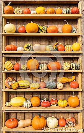 Different shape, size and color pumpkin wooden display on the harvest festival. Concept of Halloween, autumn symbol Stock Photo