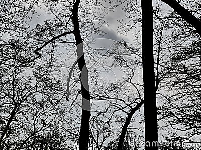 Expressionistic visual effects, tangle of branches, in the spring only a few leaves have Stock Photo