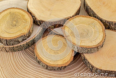 Close-up different tree trunks. Tree cross sections. Copy space. Stock Photo