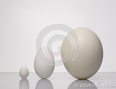 Different sized eggs Stock Photo