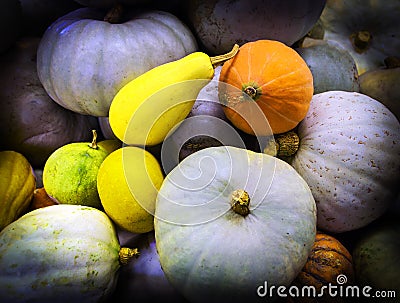 Colourful Pumpkin heap at a farm shop in New Zealand Stock Photo