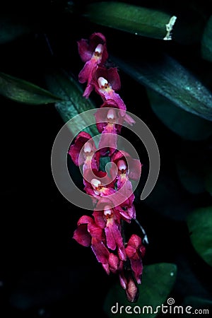 Different and small purple orchid Stock Photo