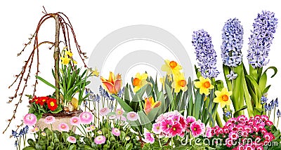 Different spring flowers Stock Photo