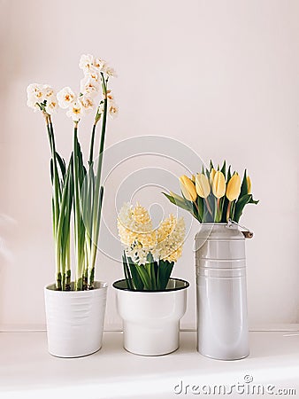 Different spring flowers in full bloom in vases and pots against white background Stock Photo