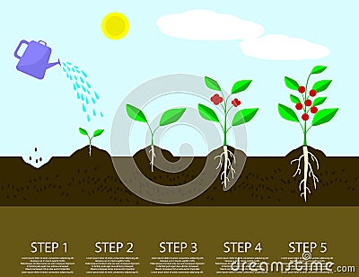 Different steps of growing plants. Planting tree process infographic. Vector Illustration