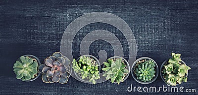 Different succulents Stock Photo