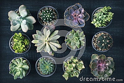 Different succulents Stock Photo