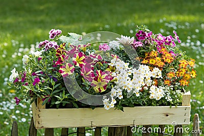 Different summer flower plants in a wooden box Stock Photo