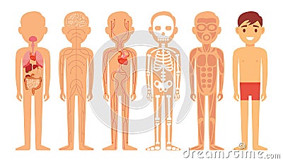 Different systems of human body diagram illustration Cartoon Illustration