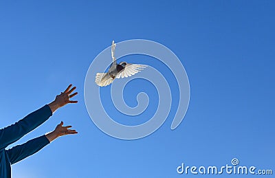 a different theme of freedom ;pigeon concept Stock Photo