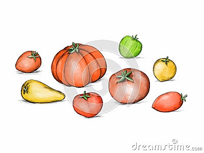 Illustration of tomatoes in different sizes and shapes Stock Photo