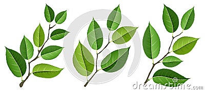 Different tree branch set with green leaves, isolated on white Vector Illustration