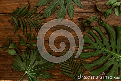 Different tropical leaves. Top view, Monstera leaf , palm leaves Stock Photo