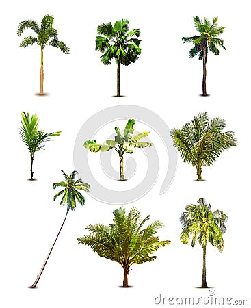 Different tropical palm trees. Vector Vector Illustration