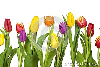 Different tulips Stock Photo