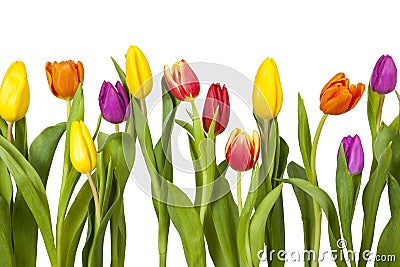 Different tulips Stock Photo