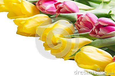 Different tulips lie on the corner, on a white Stock Photo