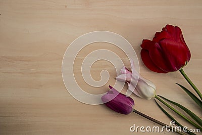 Different tulips, spring flower Stock Photo