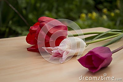 Different tulips, spring flower Stock Photo