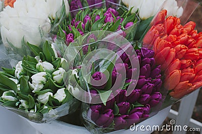 Different tulips. Stock Photo