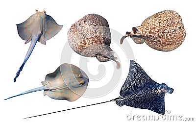 Different type of Stingrays isolated on a white backgr Bluespotted Ribbontail Ray, Panther Electric Ray, Spotted Eagle Ray. Set Stock Photo