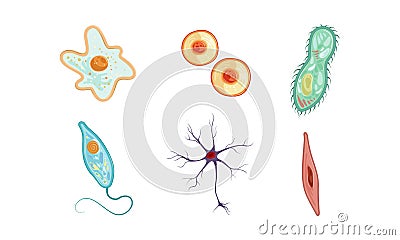 Different Types of Cells Collection, Human Anatomy Infografic Elements Vector Illustration Vector Illustration